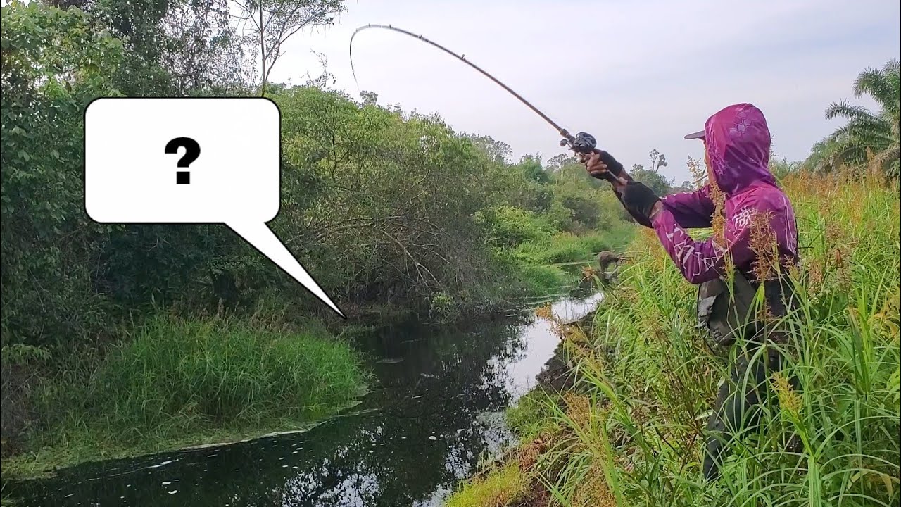 Casting ikan Bujuk/Kehung. Pohon ambruk ini dihuni ikan Besar