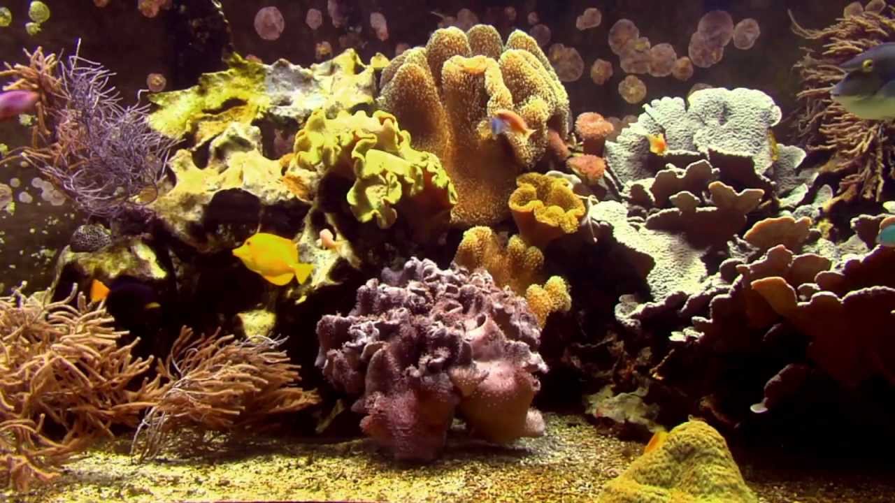 Aquarium