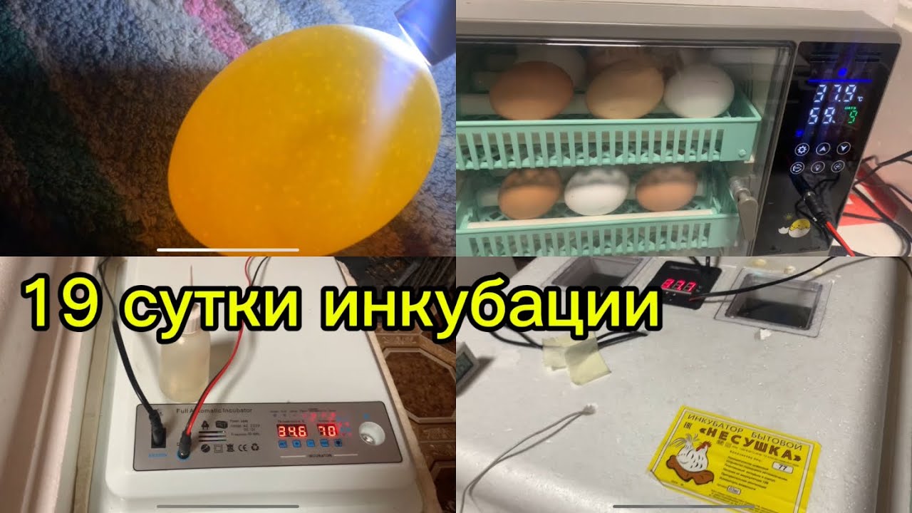 Что-То с гребнем у петуха🐓19 сутки в инкубаторе РЯБА И НЕСУШКА/Овоскопирую яйцо/10-11 Марта 2026