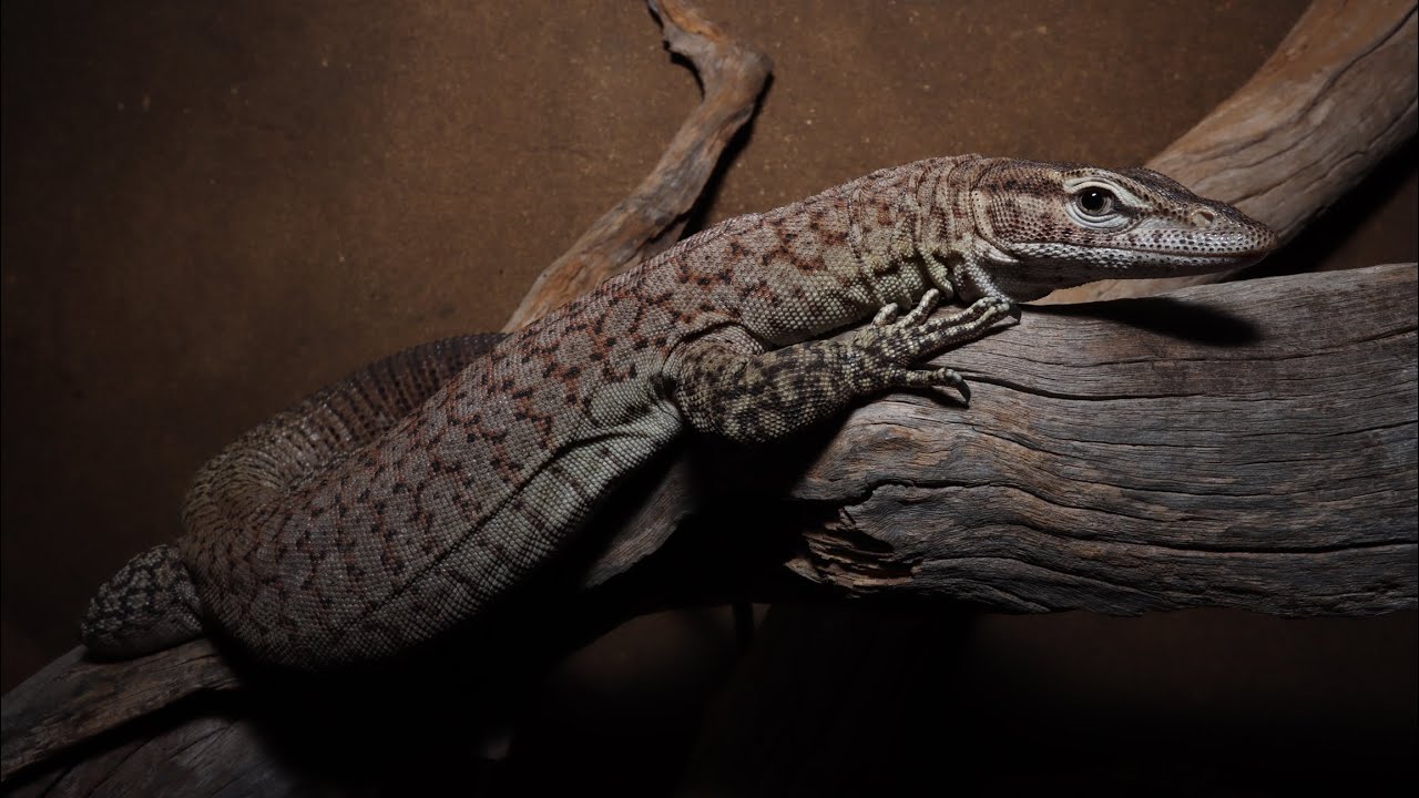 Freckled tree monitors (Varanus tristis orientalis) enclosure setup