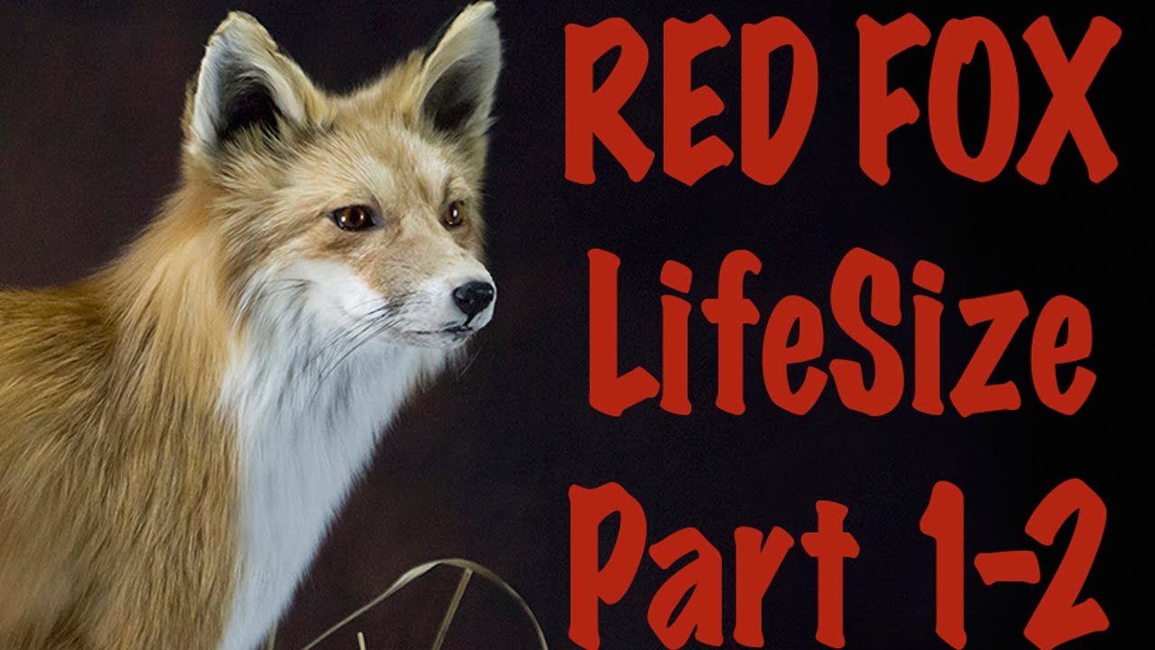 The beautiful pelt on the Red fox , Part 1 of 2.