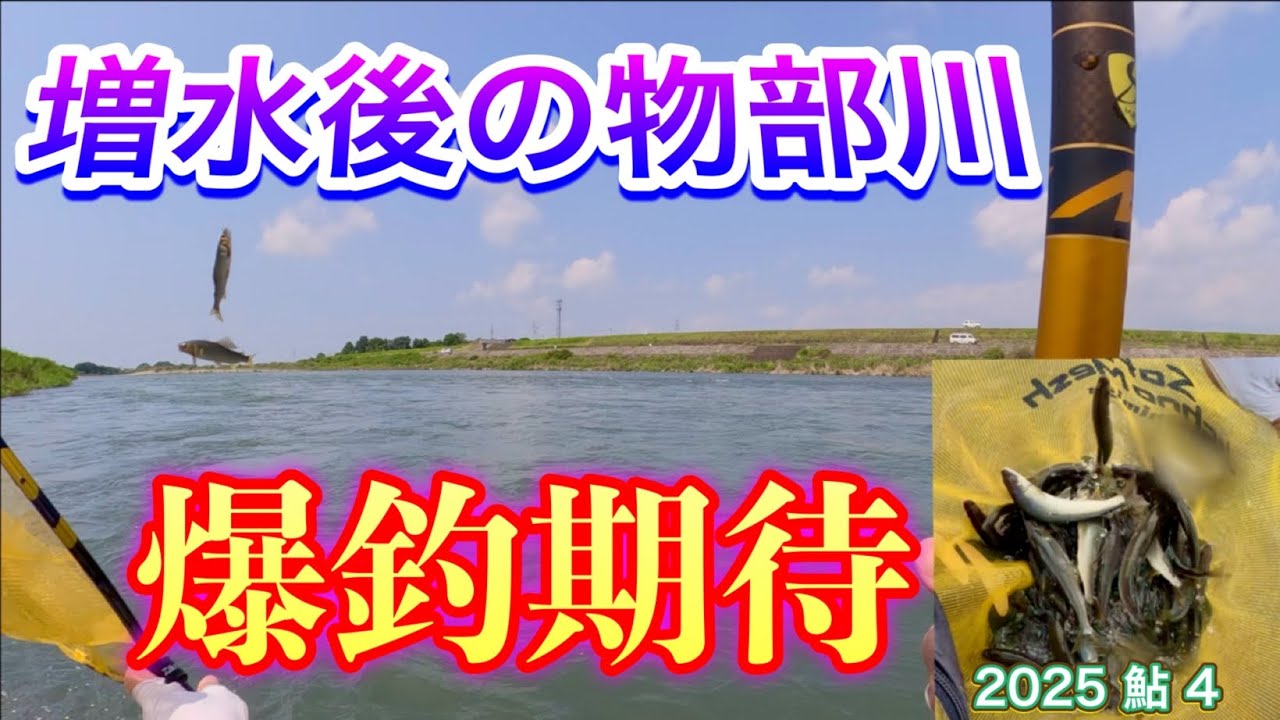 2025 鮎 4　【増水後の物部川　爆釣期待】