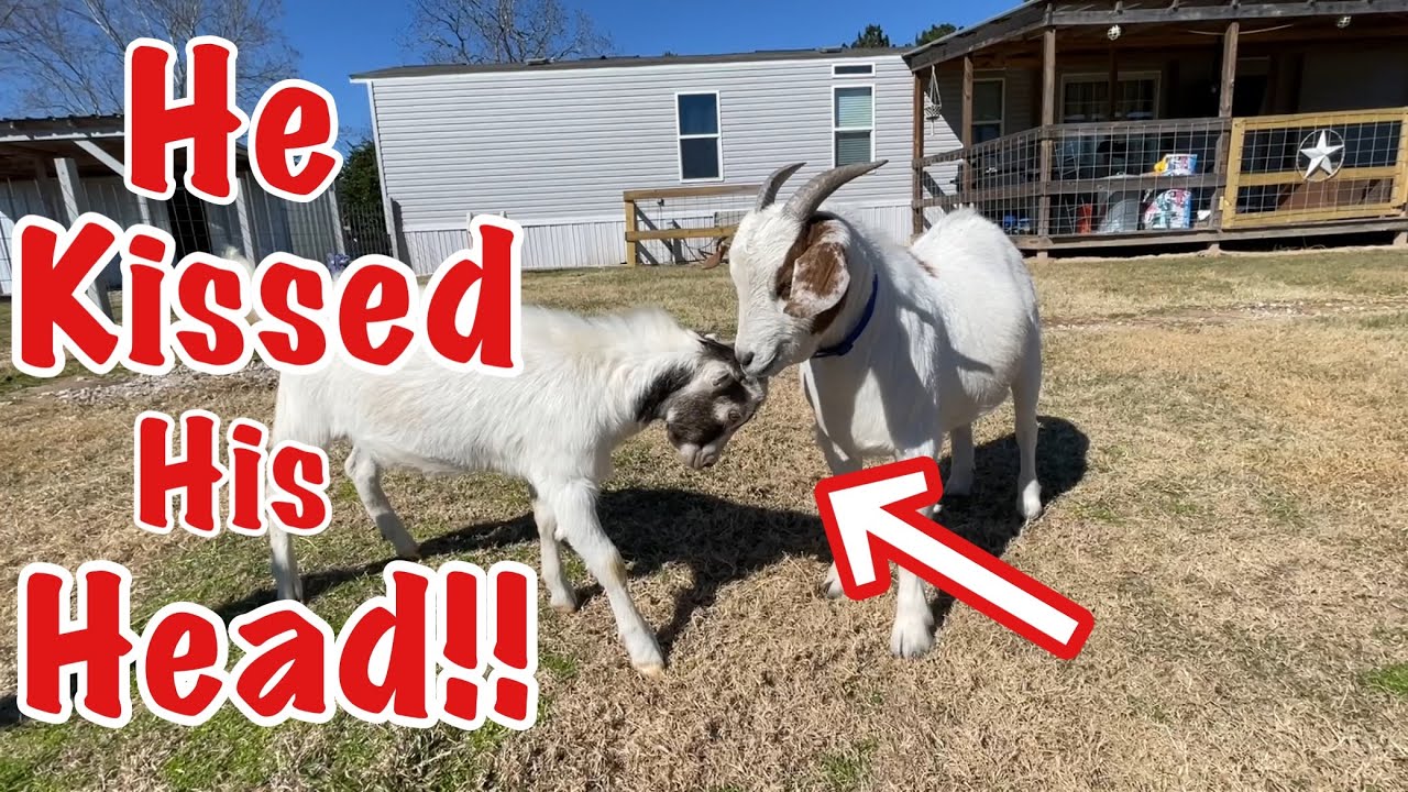 Goat Playdate! Elfie Makes a “Friend”