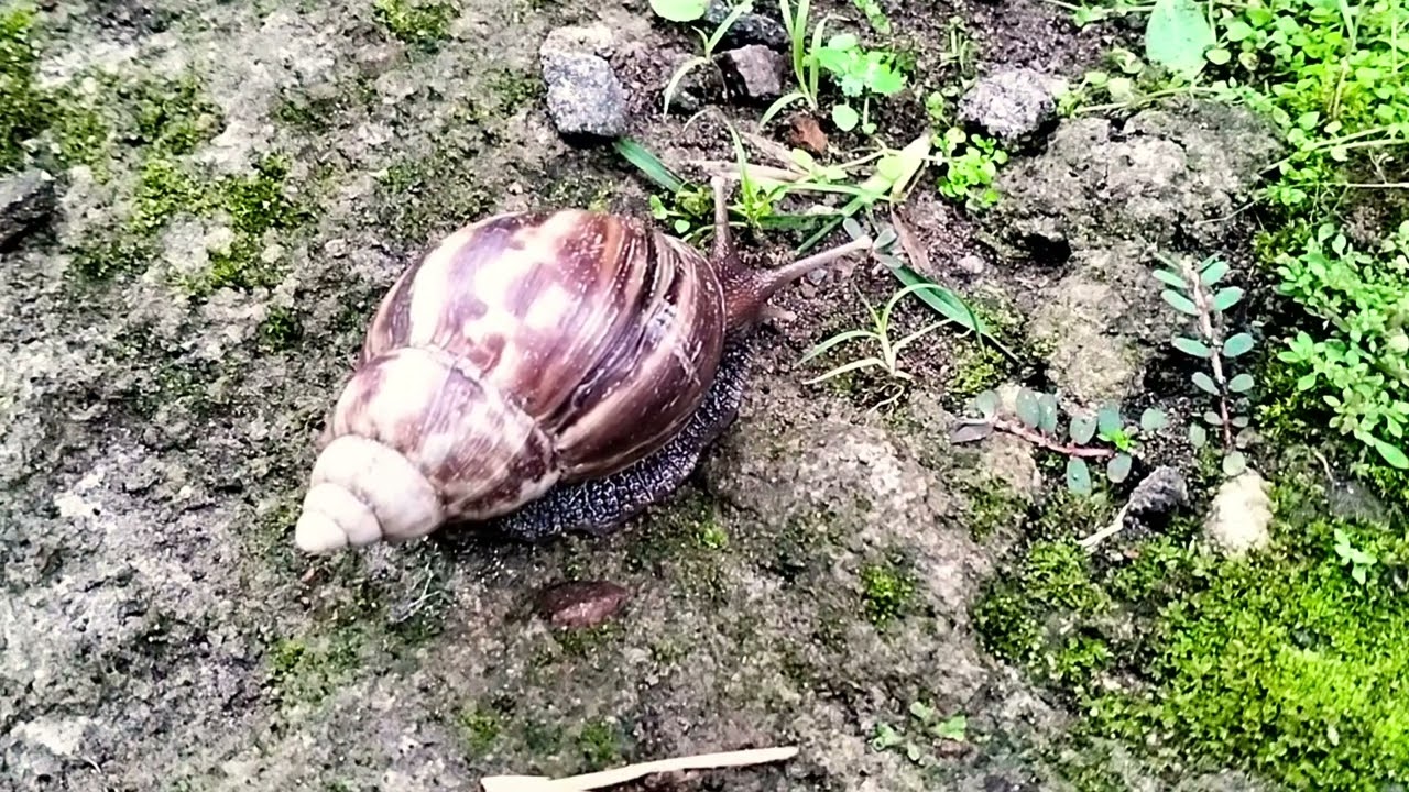 “Happy Snail Adventures #25 Fun Learning for Kids”