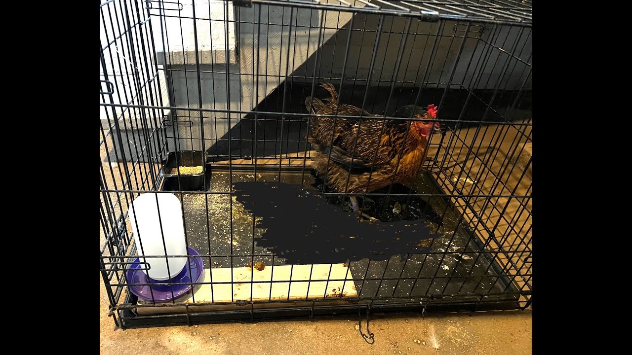 The BEST Way To Break A Broody Hen | Our Method To Get Our Hen Laying Again