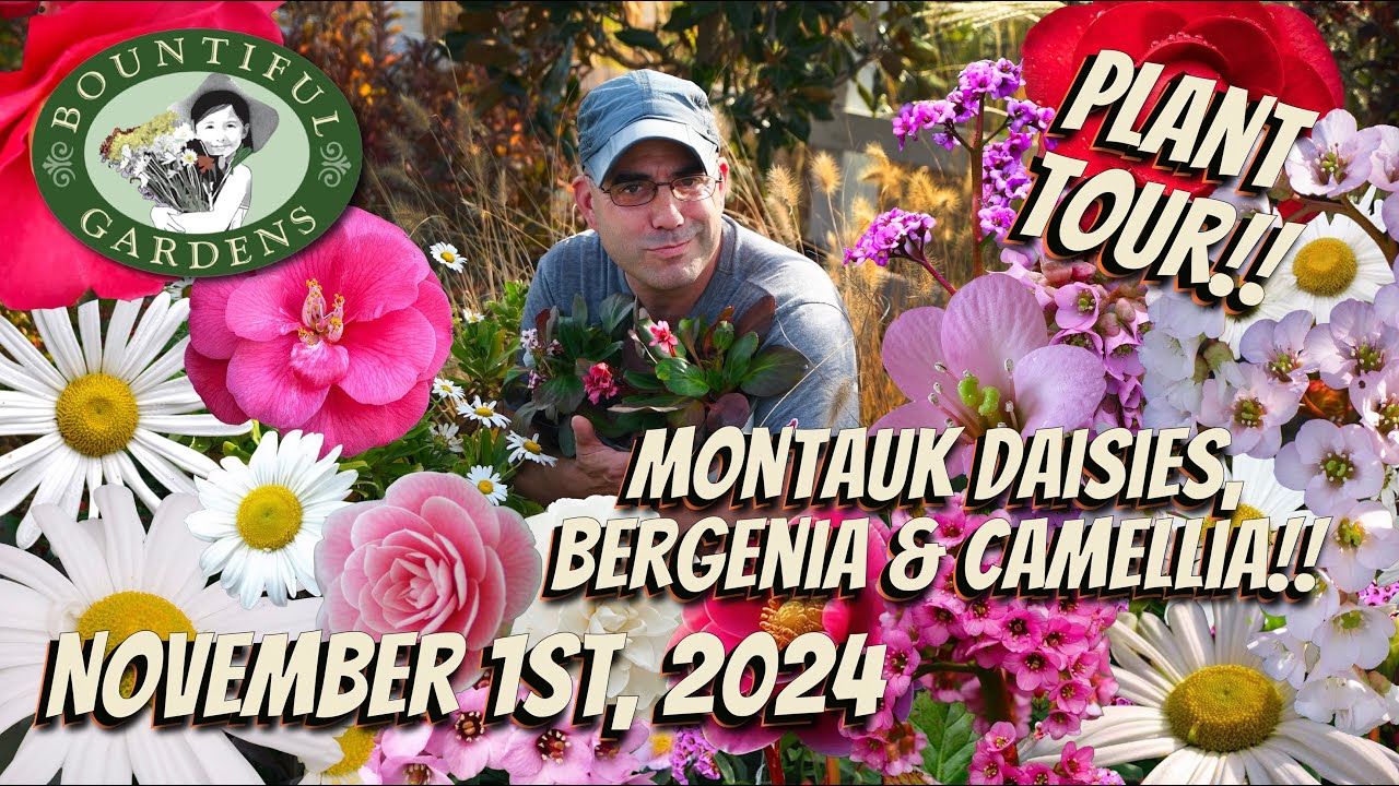 Montauk Daisies, Begenia & Camellia - Unique Blooms at Unique Times of the Year!