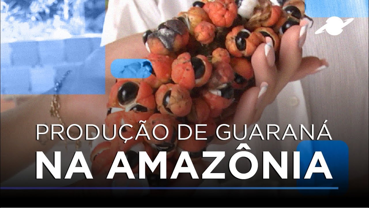 PRODUÇÃO DE GUARANÁ NA AGRICULTURA FAMILIAR