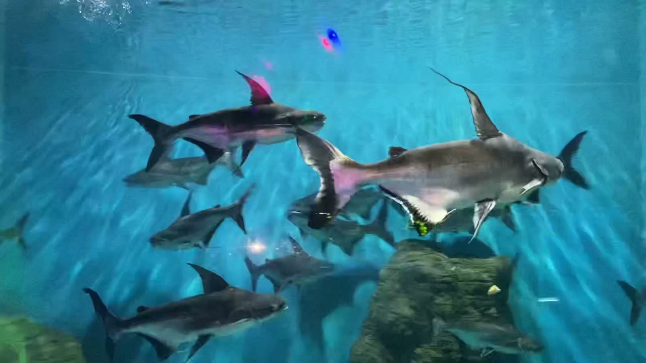 من اشهر المدن المائية في الصين 😍😍 / أسماك متنوعة... سمك القرش 🦈🦈🦑🐙 سبحان الخالق..