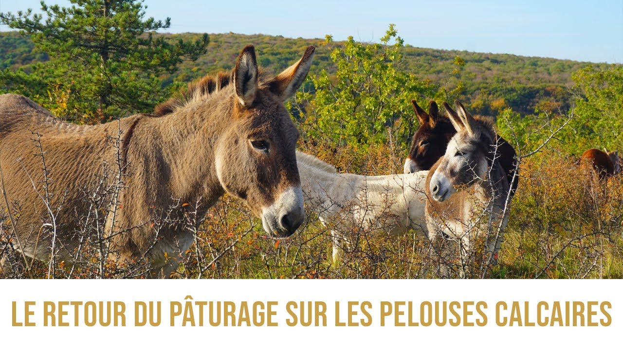 Le retour du p&acirc;turage sur les pelouses calcaires