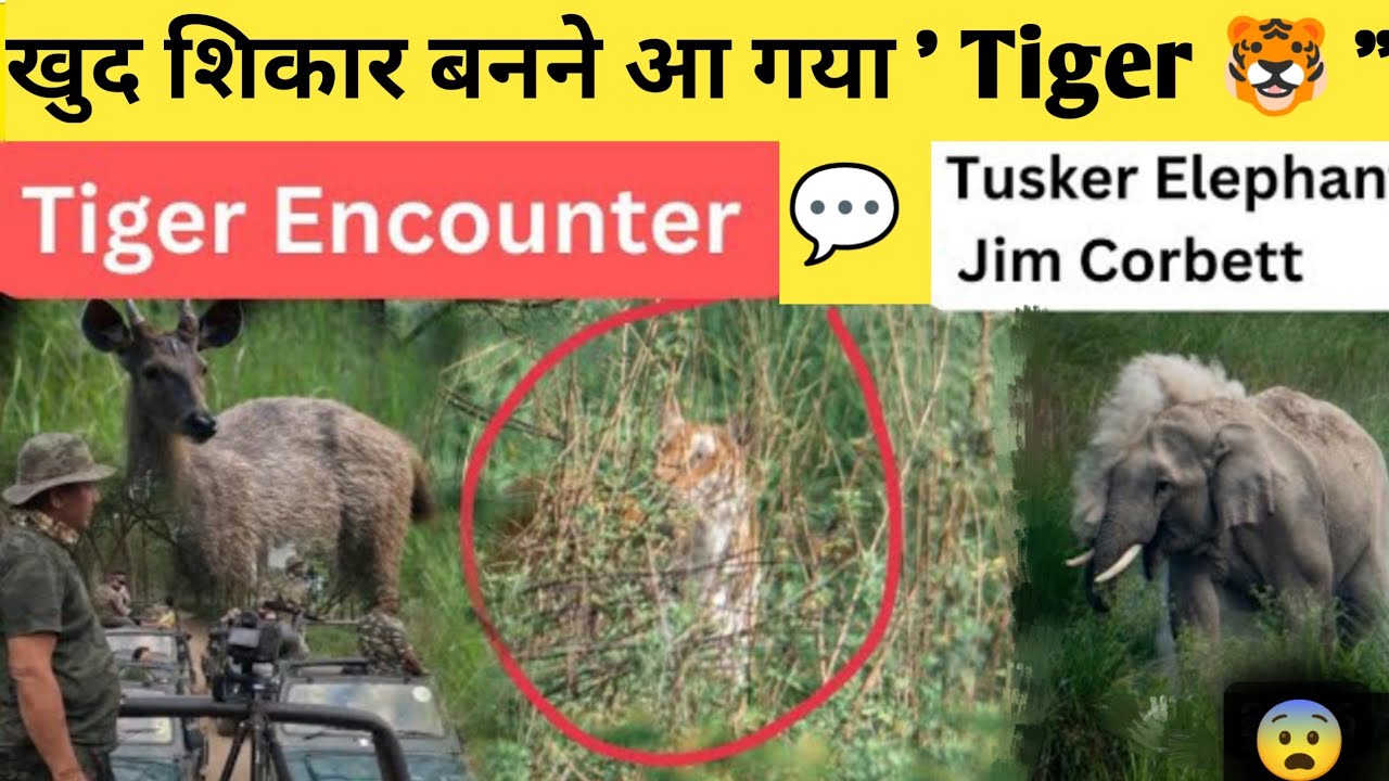 Tiger खुद शिकार आया बनने | tiger attack elephant 🐘 | jim corbett national park safari #ramnagar