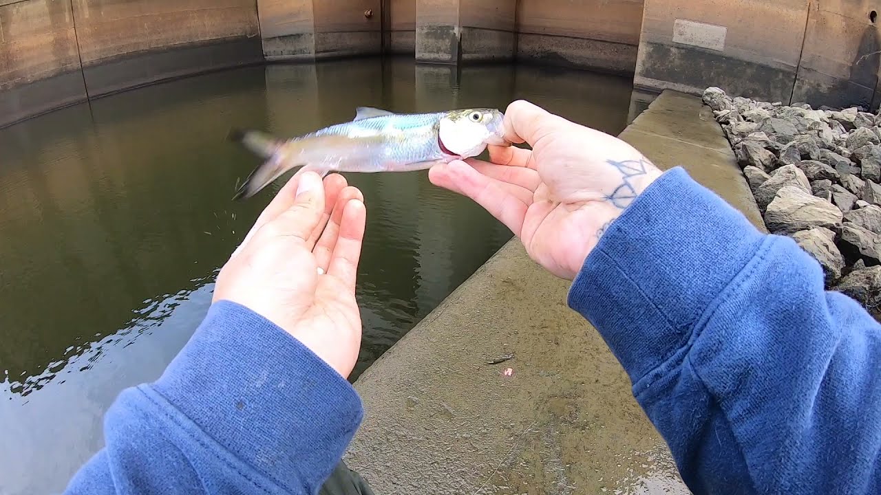 Fly Fishing Percy Priest Dam(SKIPJACK SLAPPIN)