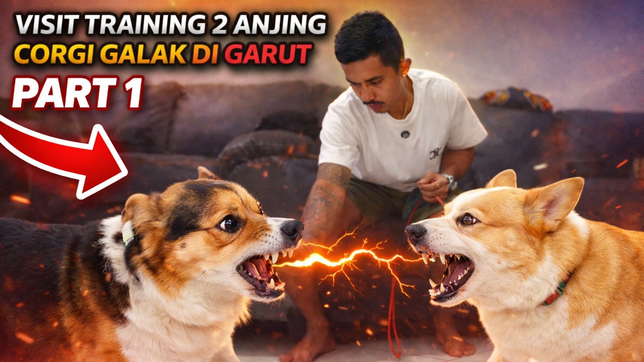 VISIT TRAINING 2 ANJING CORGI GALAK DI GARUT‼️