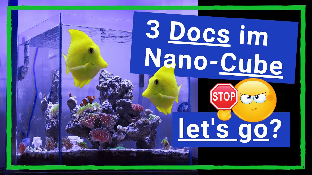 5 Tipps zu Doktorfischen im Meerwasseraquarium