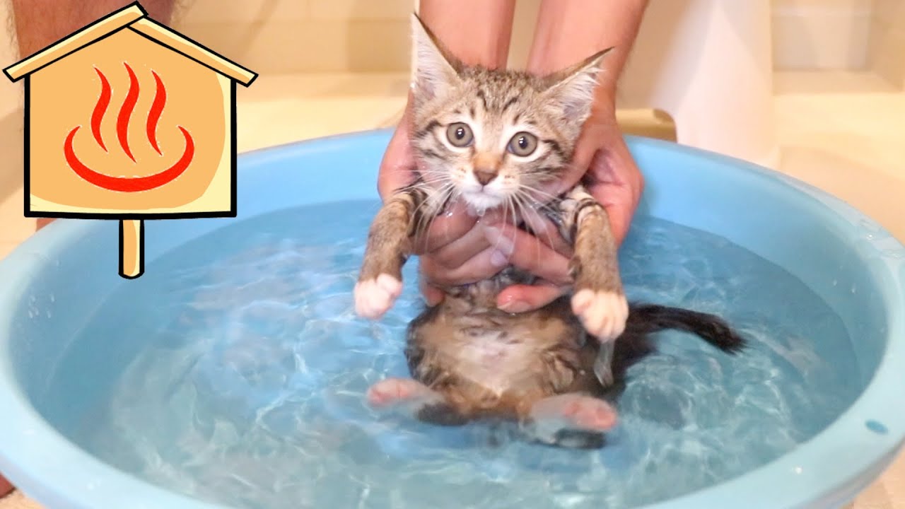 【神回】保護した野良猫を風呂に入れたら全く動かなくなっちゃった！笑