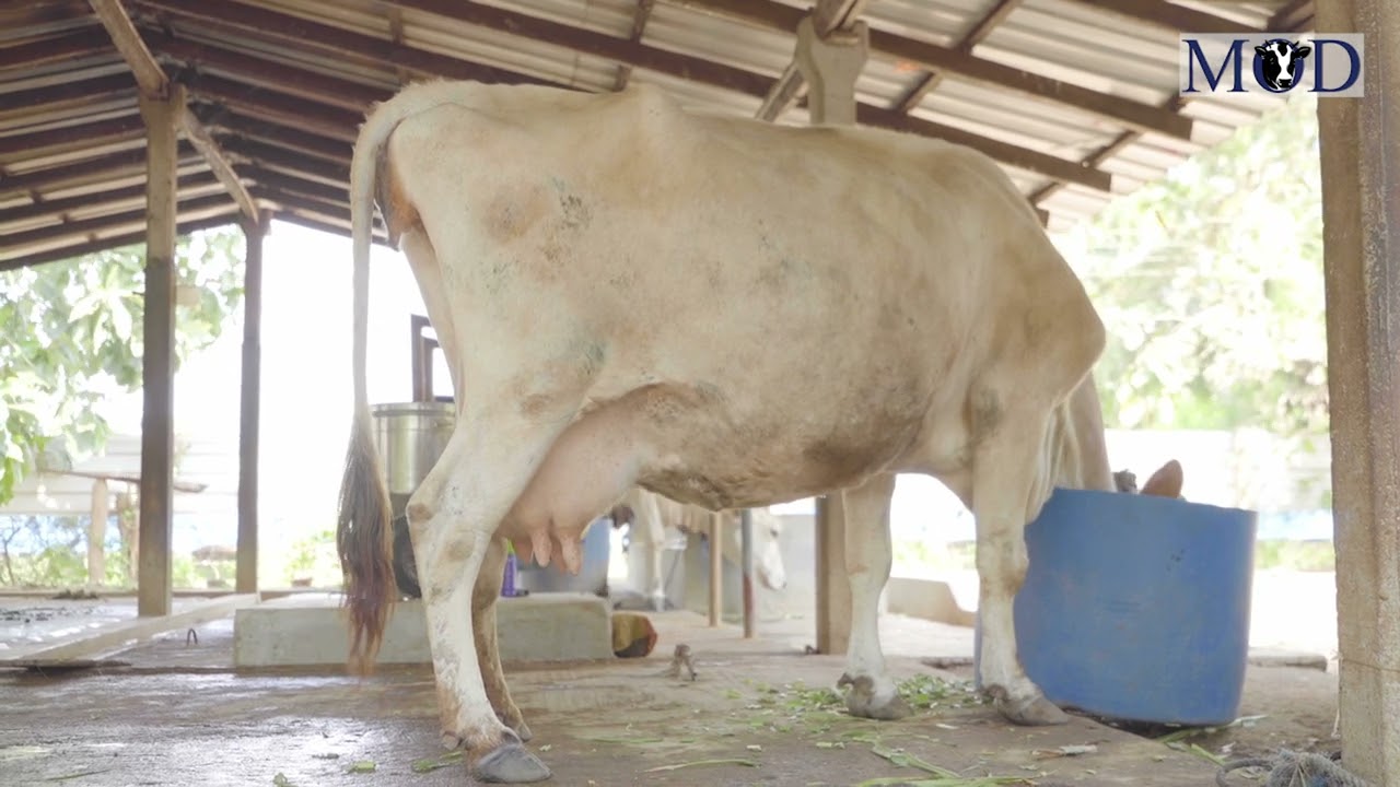 MOD කුඩා පරිමාණ ආදර්ශ ගොවිපොලක පලදයිතාවය වැඩි කිරීම සඳහා තිබුය යුතු මනා කළමනාකරණ ක්‍රමවේද