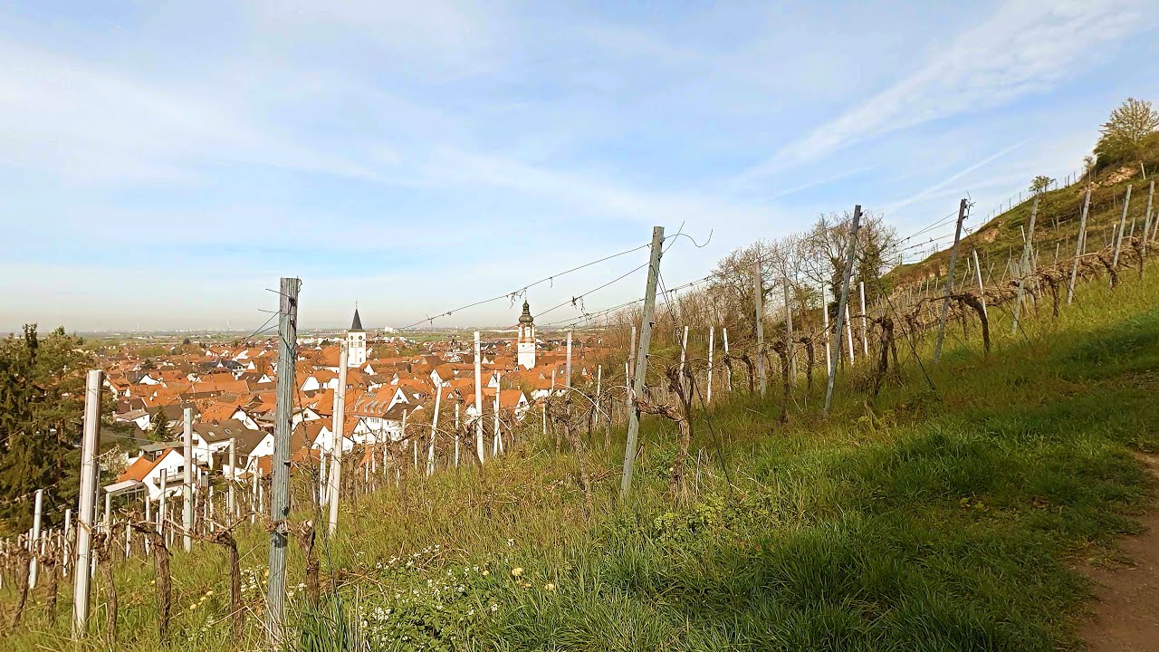 Burgensteig Bergstraße - Von Schriesheim nach Dossenheim