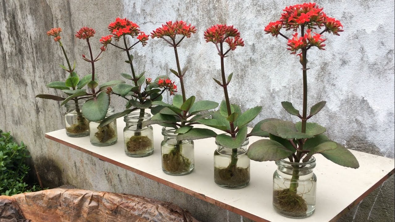 Cuttings of kalanchoe in water and the result was amazing | grow kalanchoe from cuttings