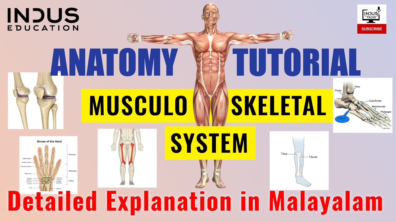 Musculoskeletal system | Medical Coding Anatomy tutorials | Musculoskeletal disorders | Indus Talks