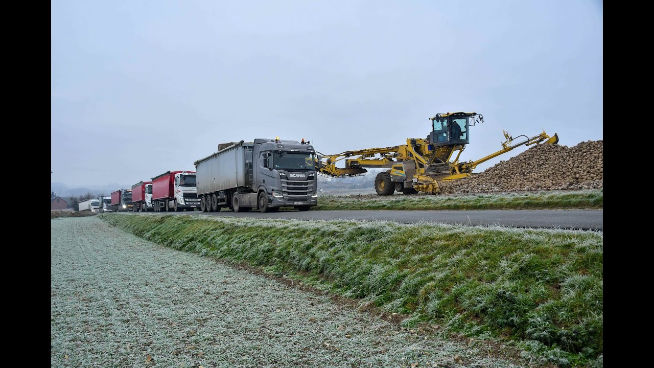 Chargement des betteraves avec une Ropa Maus 6 Avaleuse Equipe N°84