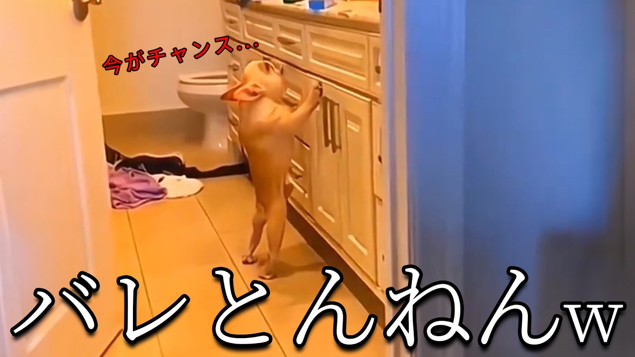 【面白い動物】最高におもしろい動物 絶対に笑える犬 オモシロ集