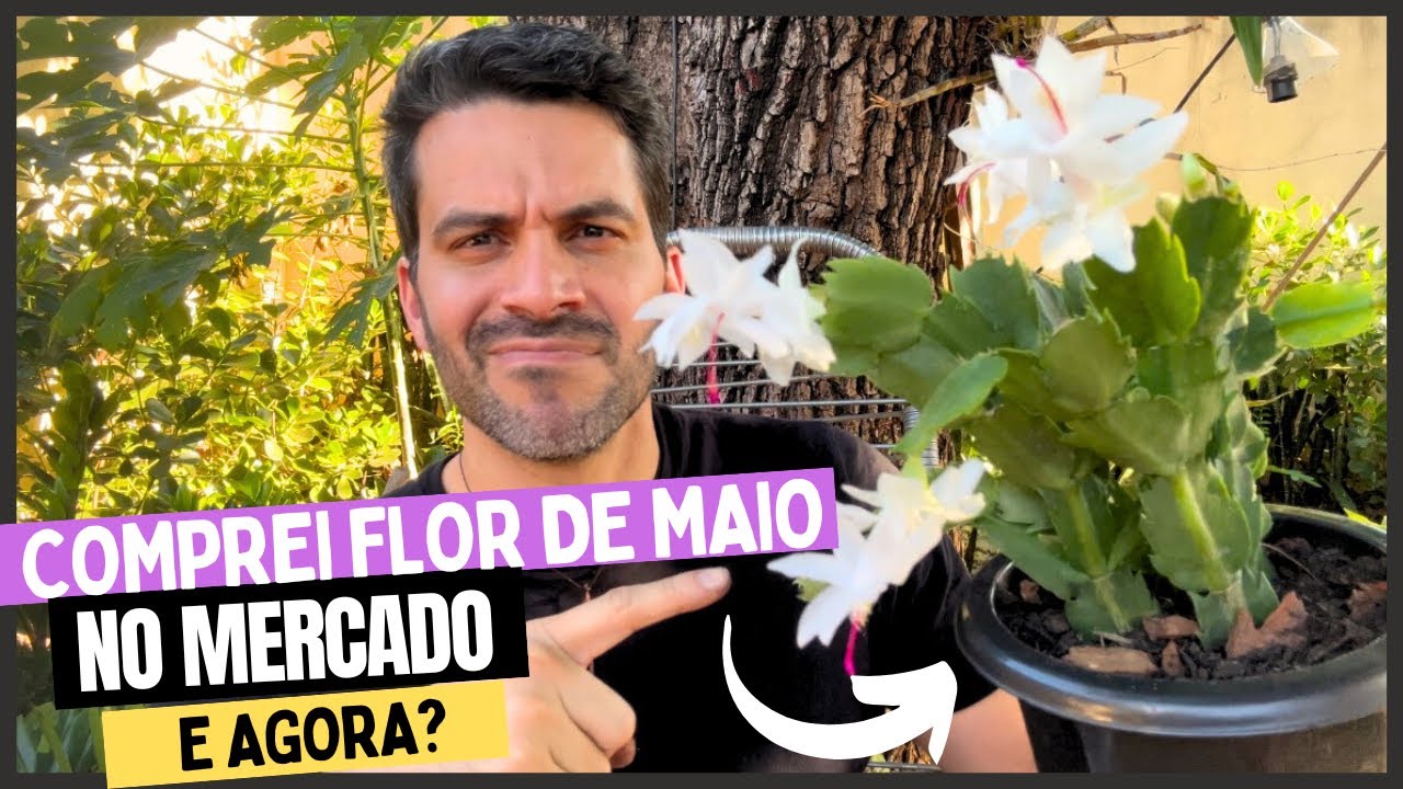 Comprei uma FLOR DE MAIO no MERCADO: o que fazer?