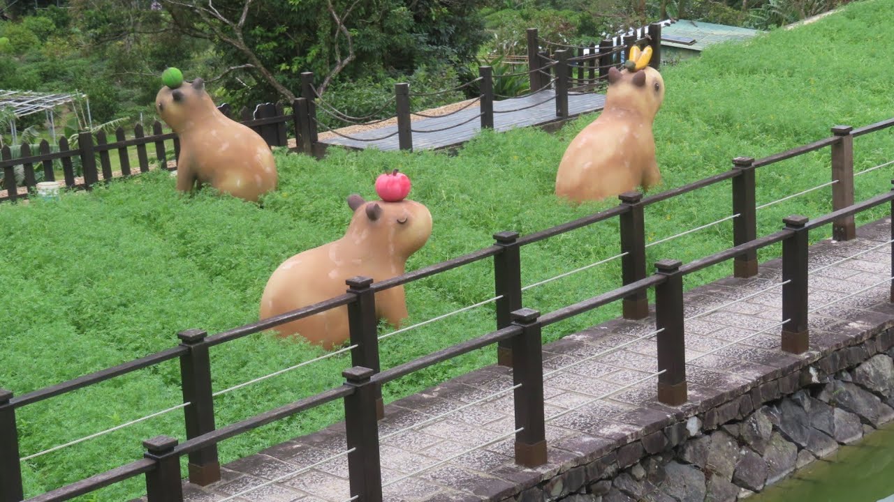 20260209樟樹步道漫漫走