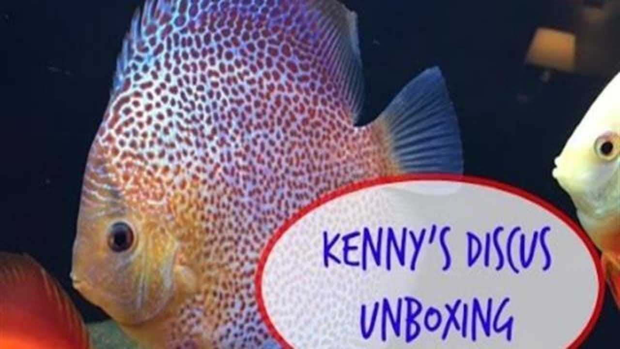 Kenny's Discus Unboxing