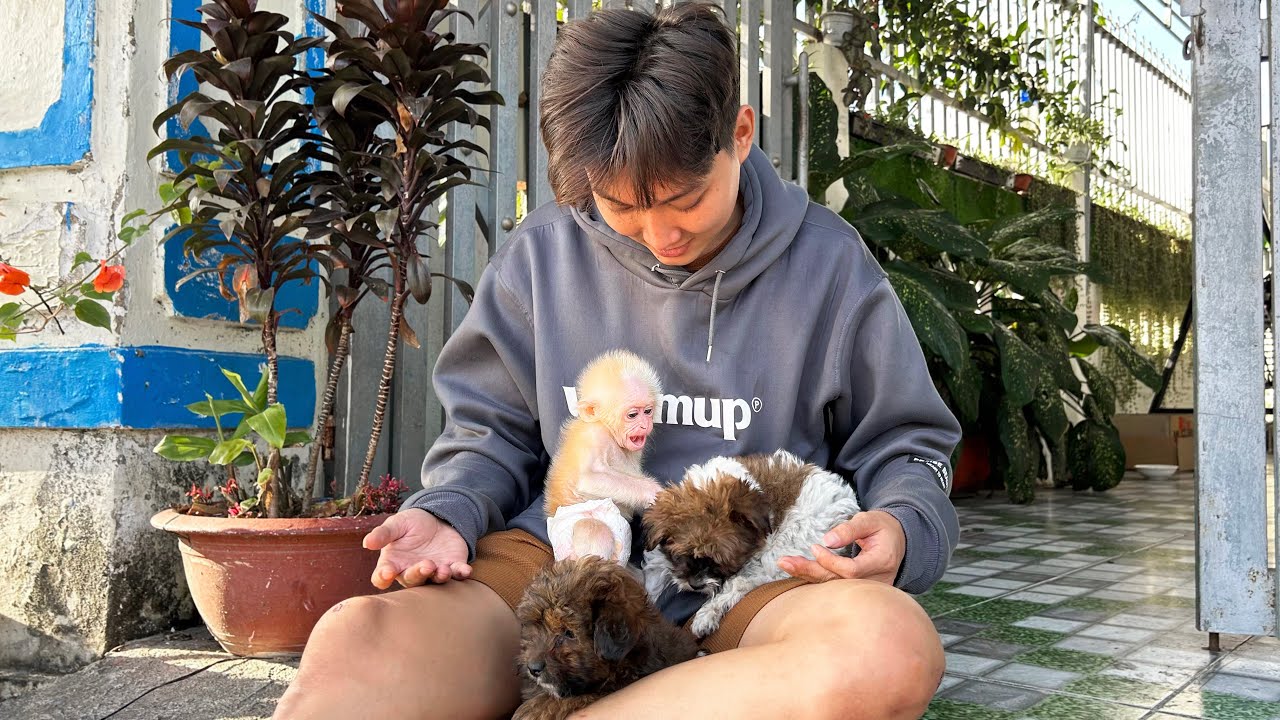 (Full video) Monkey Baby Molly plays happily with the puppies when Dad takes her to the hometown