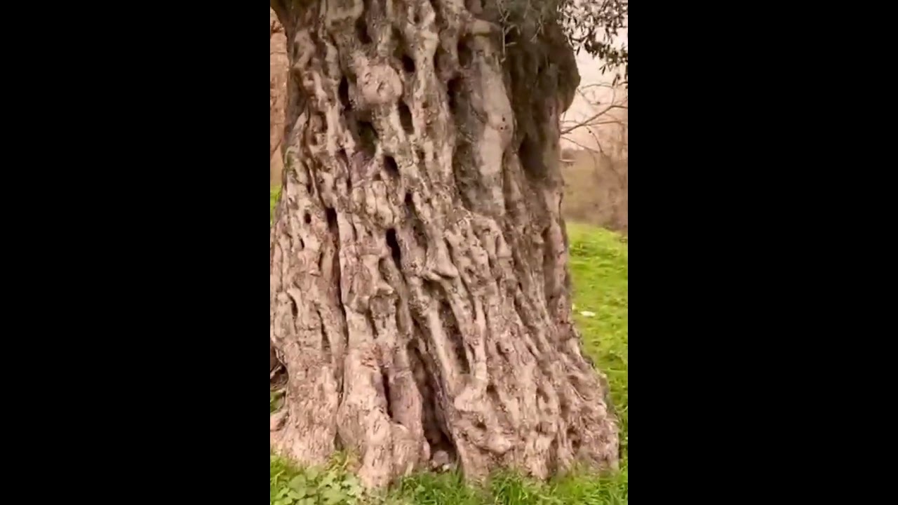 واد الريان / طاحونة عودة . . .                هب البراد وزانت النفسية . . 