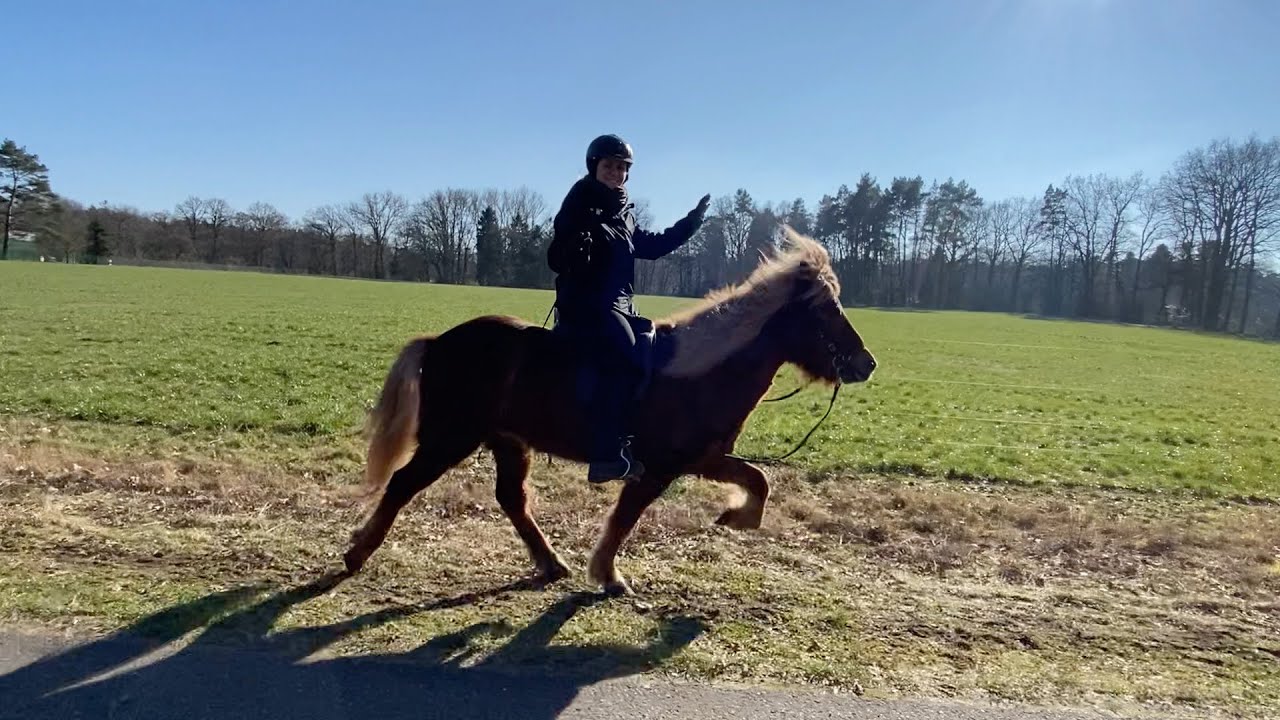SOLD - Islandpferd - Islandpferd kaufen - Sáli frá Hrístjörn - TheHorseseller