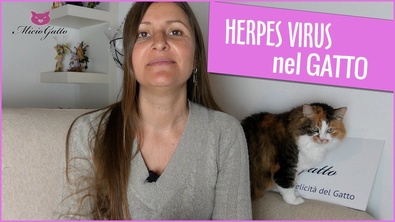 Herpes virus nel gatto: ❤ cosa dice il  Veterinario