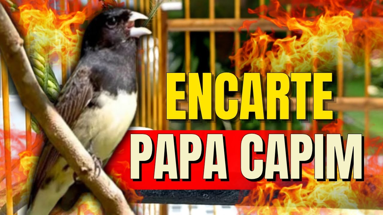 ENCARTE TUI TUI COLEIRO PAPA-CAPIM COM PROFESSOR