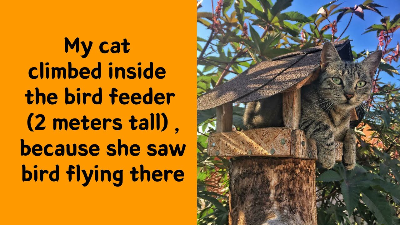 Cats Found In Places They Absolutely Shouldn’t Be