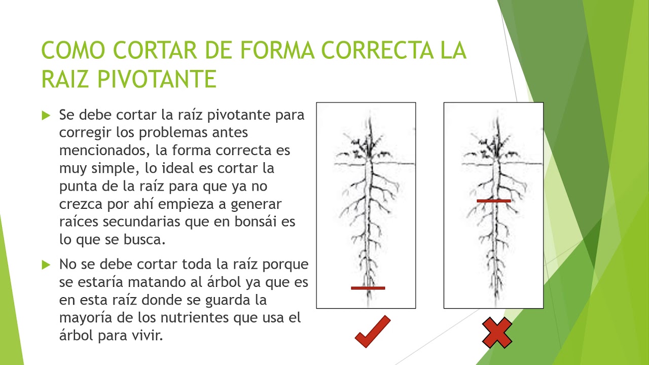 El problema de la raiz pivotante