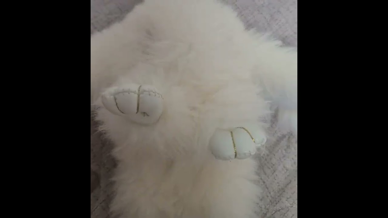길고양이 를만나고토끼도밨다