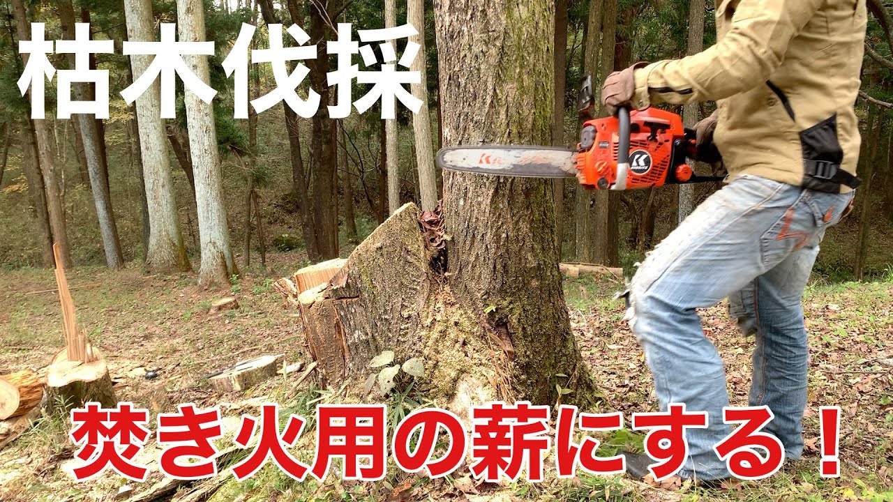 焚き火用の薪にするため枯木伐採！予想以上に大量だった！