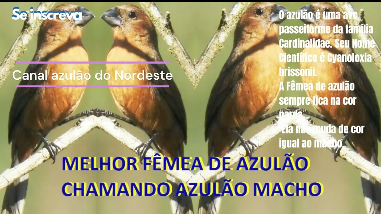 Seu azulão vai esquentar com essa fêmea de azulão chamando  o macho.