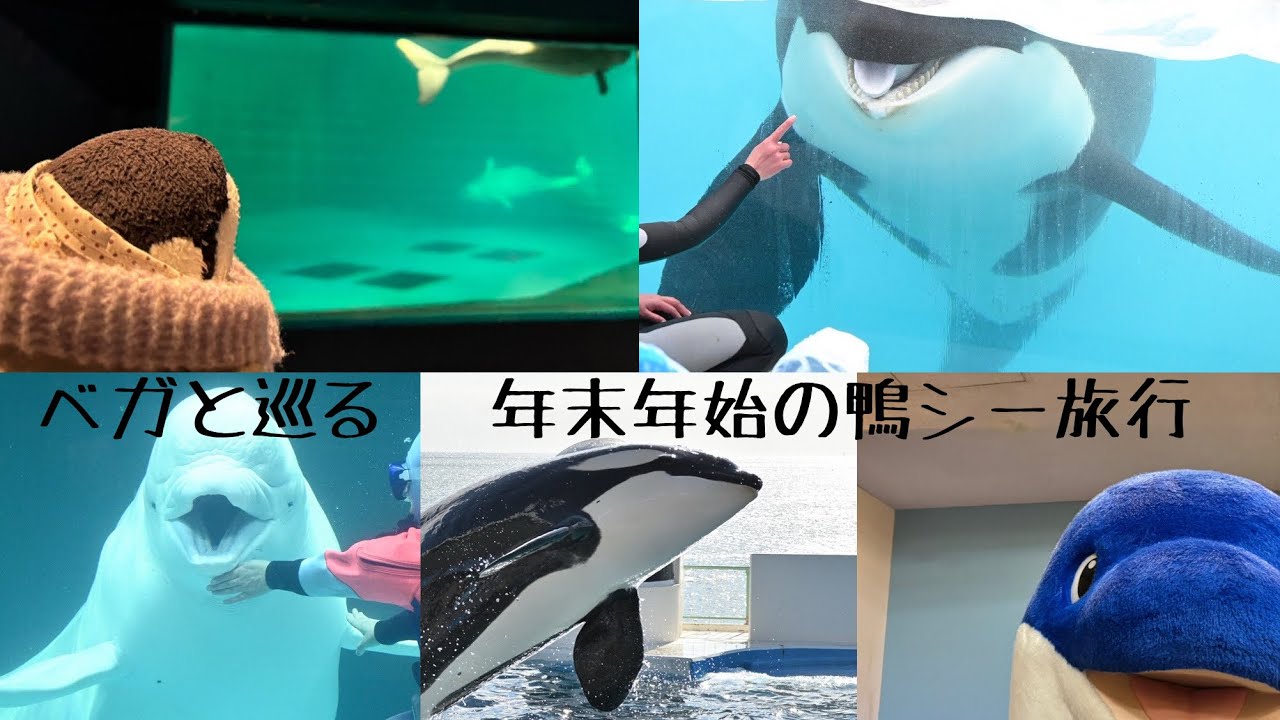 年末年始は鴨シーでわちゃわちゃ！ベガも大はしゃぎ♪