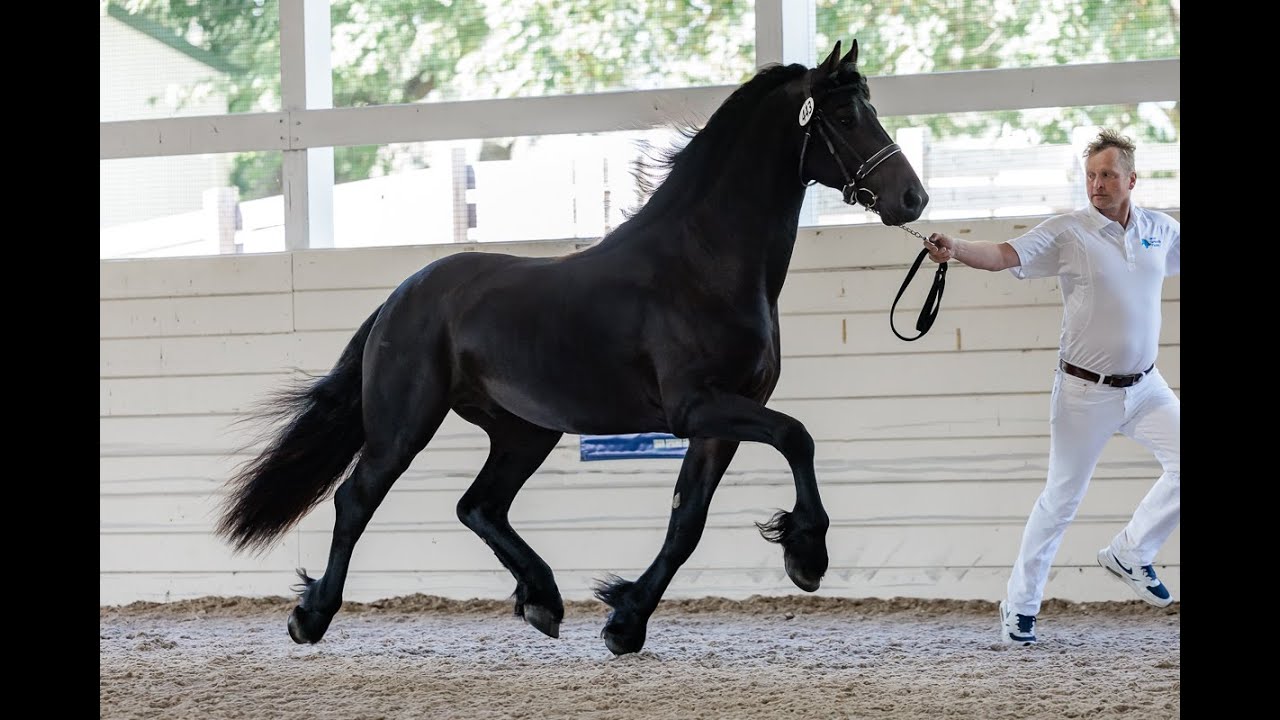 Romeo ISF  - 2023 FHANA keuring - Developing Horse at Iron Spring Farm