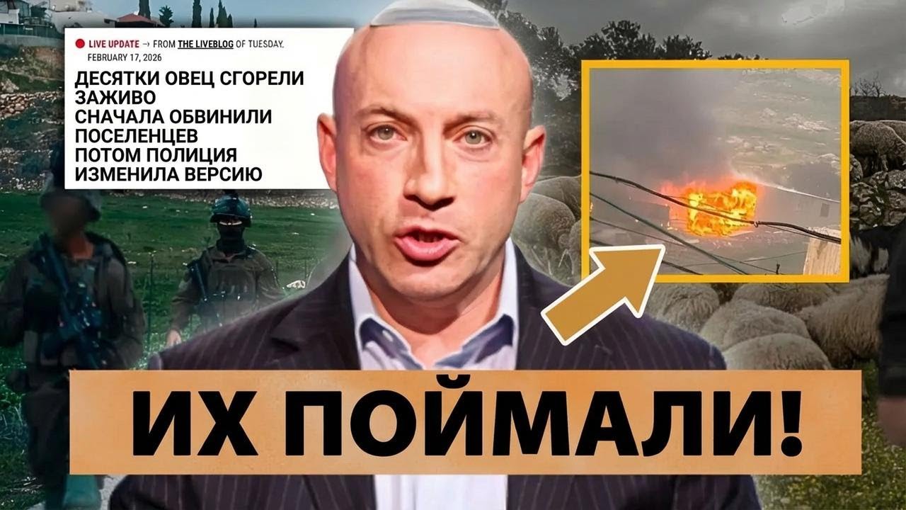 Палестинцы обвиняли Израиль в нападении на овец — правда всплыла наружу!