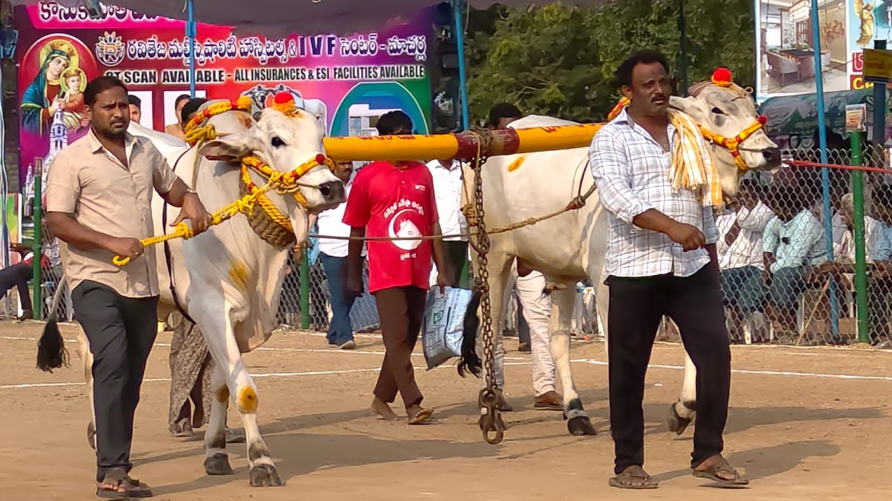 2026-రెంటచింతల.2పళ్ళు.9వ జత.చాగంటి 
