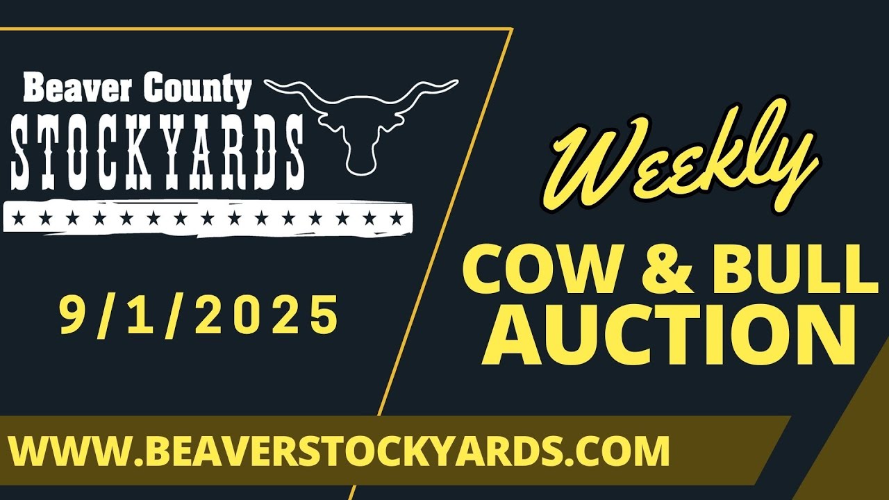 9/1/2025 - Cow & Bull Auction- Beaver County Stockyards