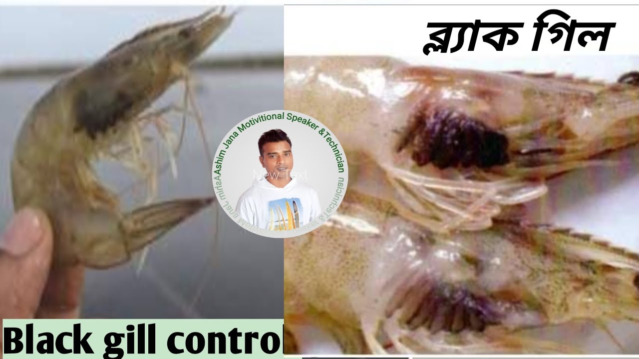 ভেনামি চিংড়ির ব্ল্যাক গিল কন্ট্রোল করবেন কিভাবে// how to controal Black gill  of shrimp