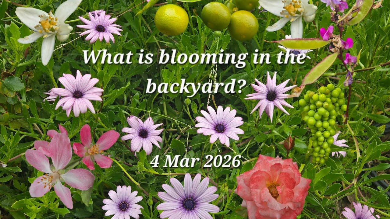What is blooming in the backyard? 4 Mar 26, Spring is in the air