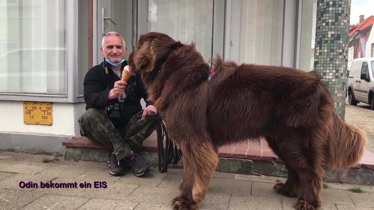 Neufundländer Odin - bekommt ein Eis