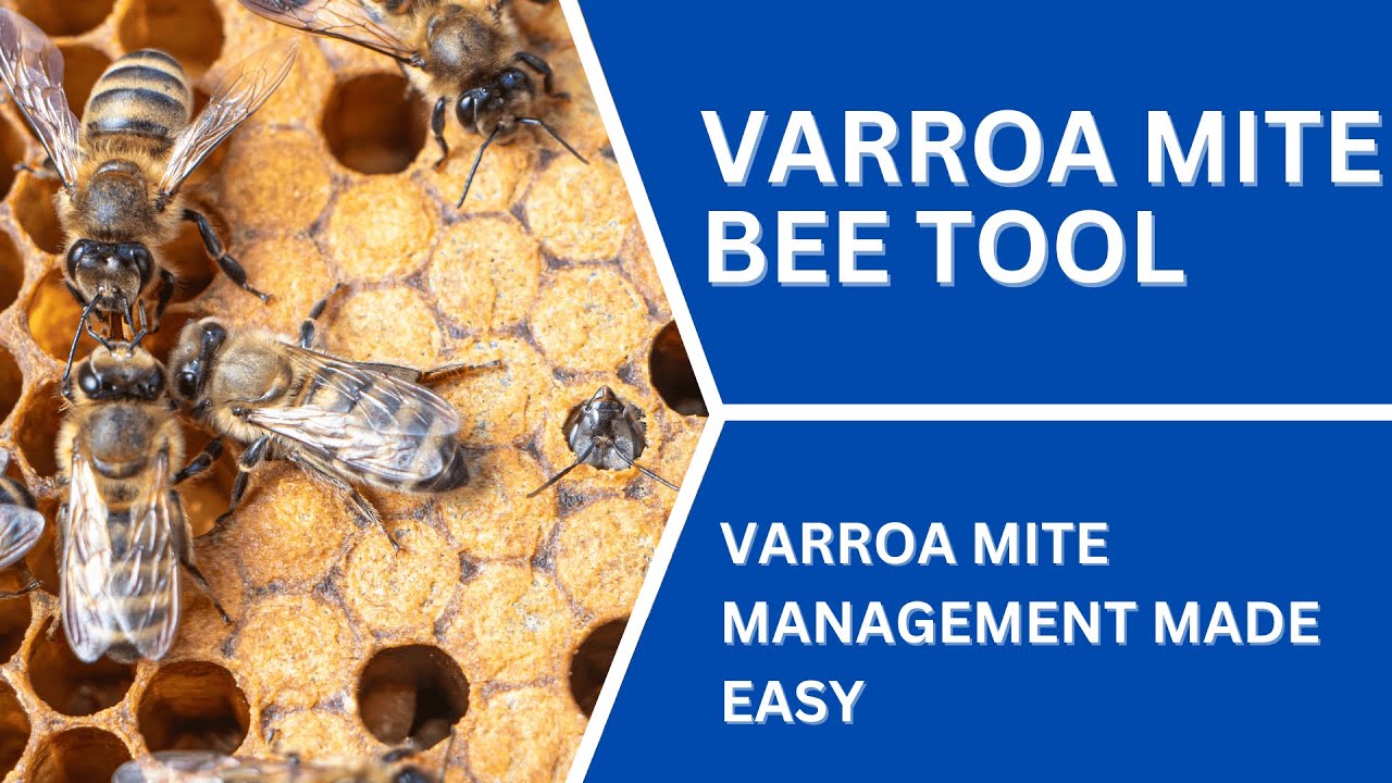 Varroa Management Tool