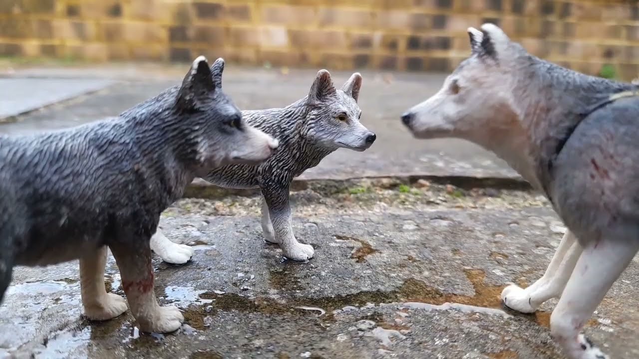 Betrayal EP1 ~ Schleich wolf/lion series