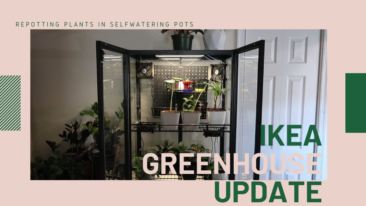 MILSBO EDITION: IKEA GREENHOUSE UPDATE: ALSO REPOTTING IN SELFWATERING POTS!!!