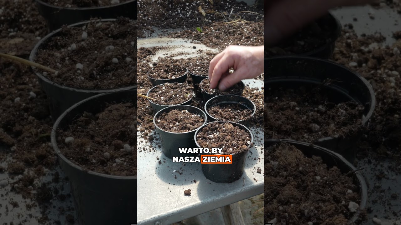 Jak rozmnożyć Supertunię Vista? Zr&oacute;b to sam! 🌱🌸