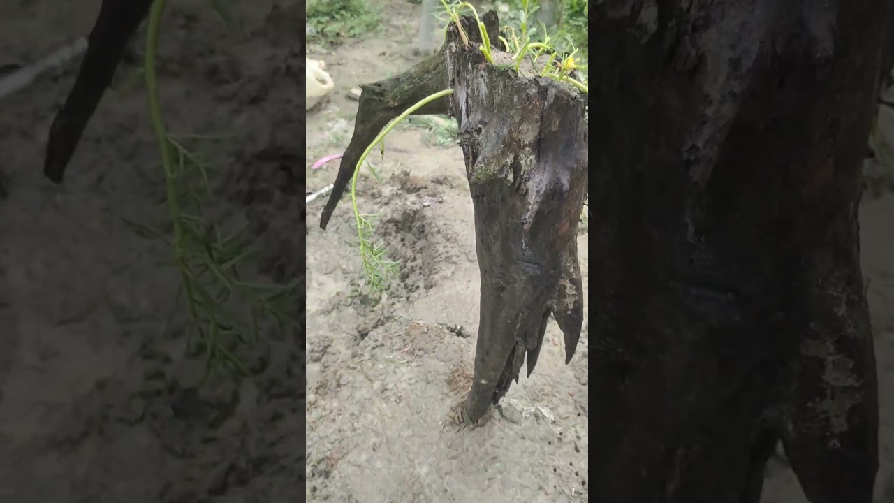 একটা শুকনো শিকড় থেকে কীভাবে তৈরি হলো জীবন্ত ফুলের ডিজাইন? 🌿